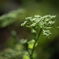 アシタバの画像