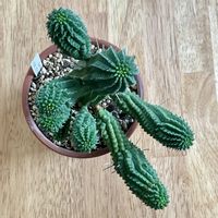 マミラリス,ユーフォルビア,グランカクタス,ベランダの画像