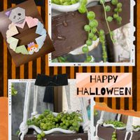 アンスリウム,グリーンネックレス,グリーンネックレス,スパティフィラム,リトルミッシーの画像