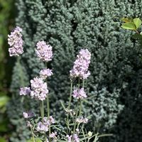 ラベンダー,ラベンダー,イングリッシュラベンダー,ピンクラベンダー,イングリッシュラベンダー　バレンスパールピンクの画像