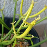 ミルクブッシュ,ミルクブッシュ,お出掛け先,宮城県,我ら宮城県民の画像