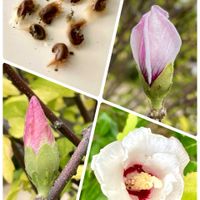 カーネーション,ナデシコ,ムクゲ,ピーマン,大葉の画像