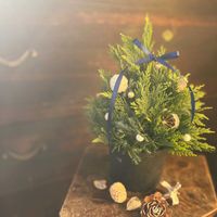 針葉樹,クリスマスツリー,クリスマスアレンジ,季節を楽しむ,クリスマス月間の画像