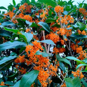 キンモクセイ,金木犀,良い香り,日当たり良好,花のある生活の画像