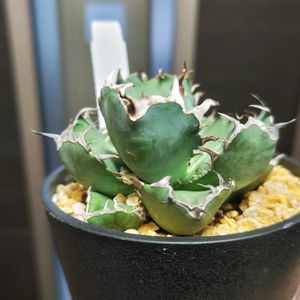 アガベ,アガベ,アガベ チタノタ 黒鯨,アガベ チタノタ ブラックホェール,多肉植物の画像