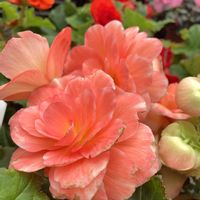 キク,ミニバラ,プレクトランサス・モナラベンダー,球根ベゴニア,フェイク・造花の画像