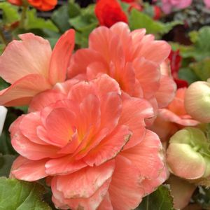 キク,ミニバラ,プレクトランサス・モナラベンダー,球根ベゴニア,フェイク・造花の画像