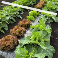 ナス,リーフレタス,大根,春菊,カブの画像