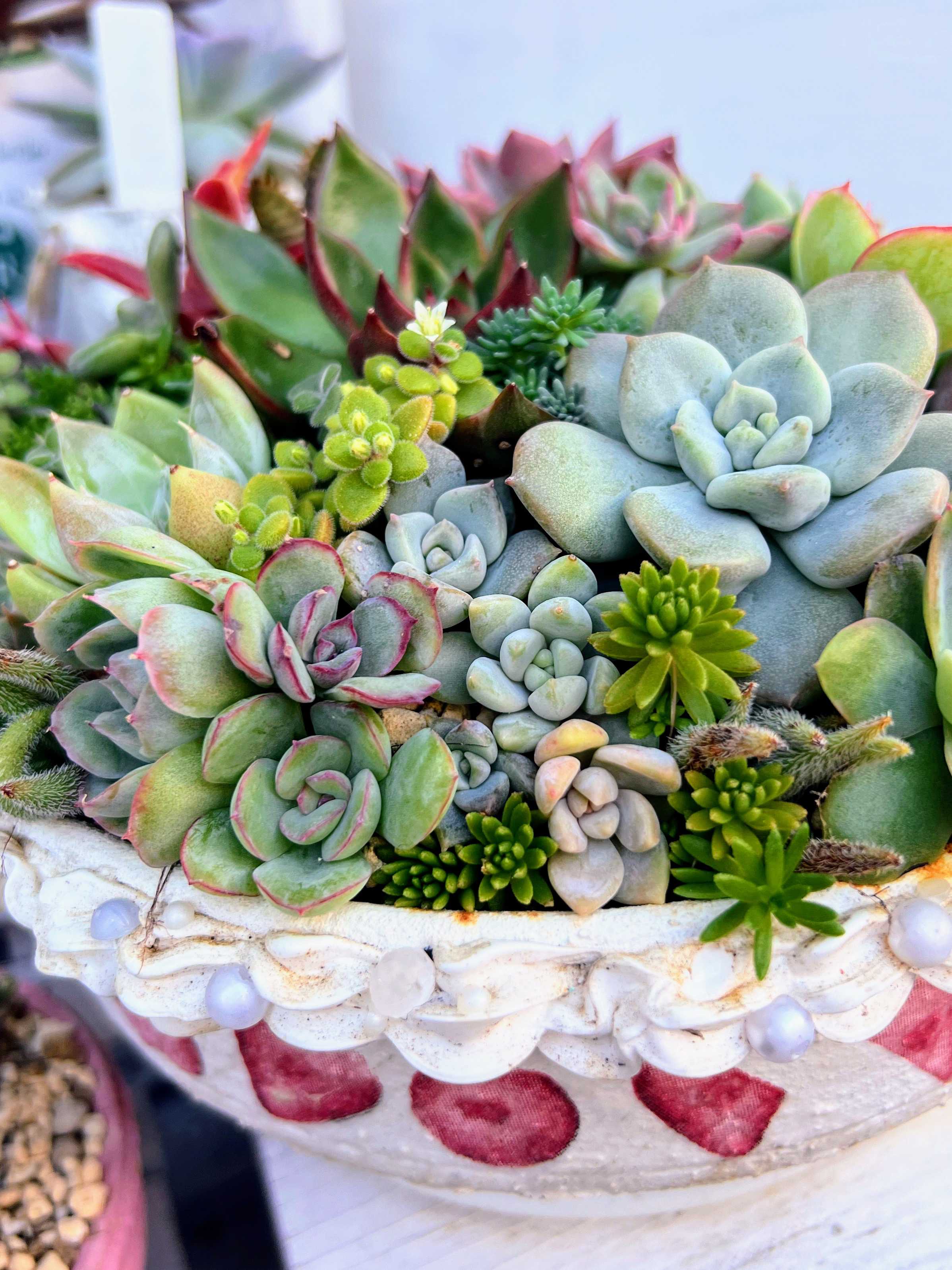 多肉植物　組み合わせ自由 多肉植物寄せ植え | ブログ | 通販で多肉植物なら「Saiki Engei」