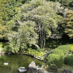 ウスギモクセイ,日本庭園,福岡市,友泉亭公園,秋☆の画像