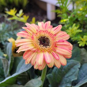 地植え,かわいいな♡,大好きなお花,成長が楽しみ,お花好きの画像