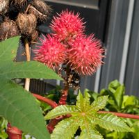 トウゴマ,ヒガンバナ,ルコウソウ,ショウジョウソウ(サマーポインセチア),クフェア・プリティマウスの画像