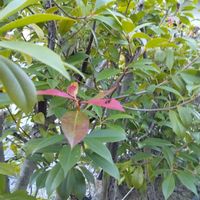 カナメモチの画像