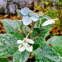 ブロッコリースプラウト,散歩,種から,つぶやき,紅葉（こうよう）の画像