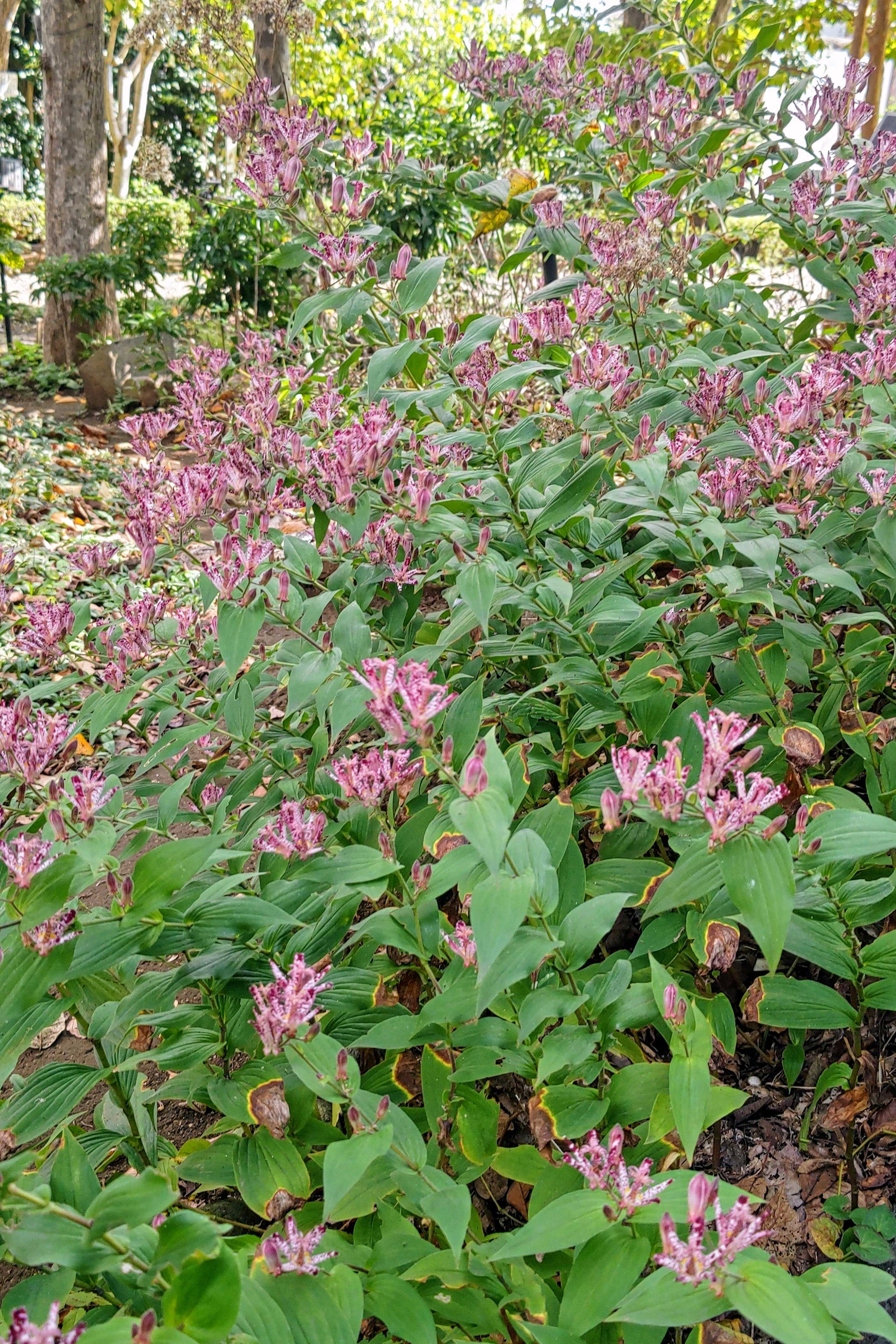 No.696 市川万葉植物園を訪ねて⑥ 2025/1028 コウヤボウキ