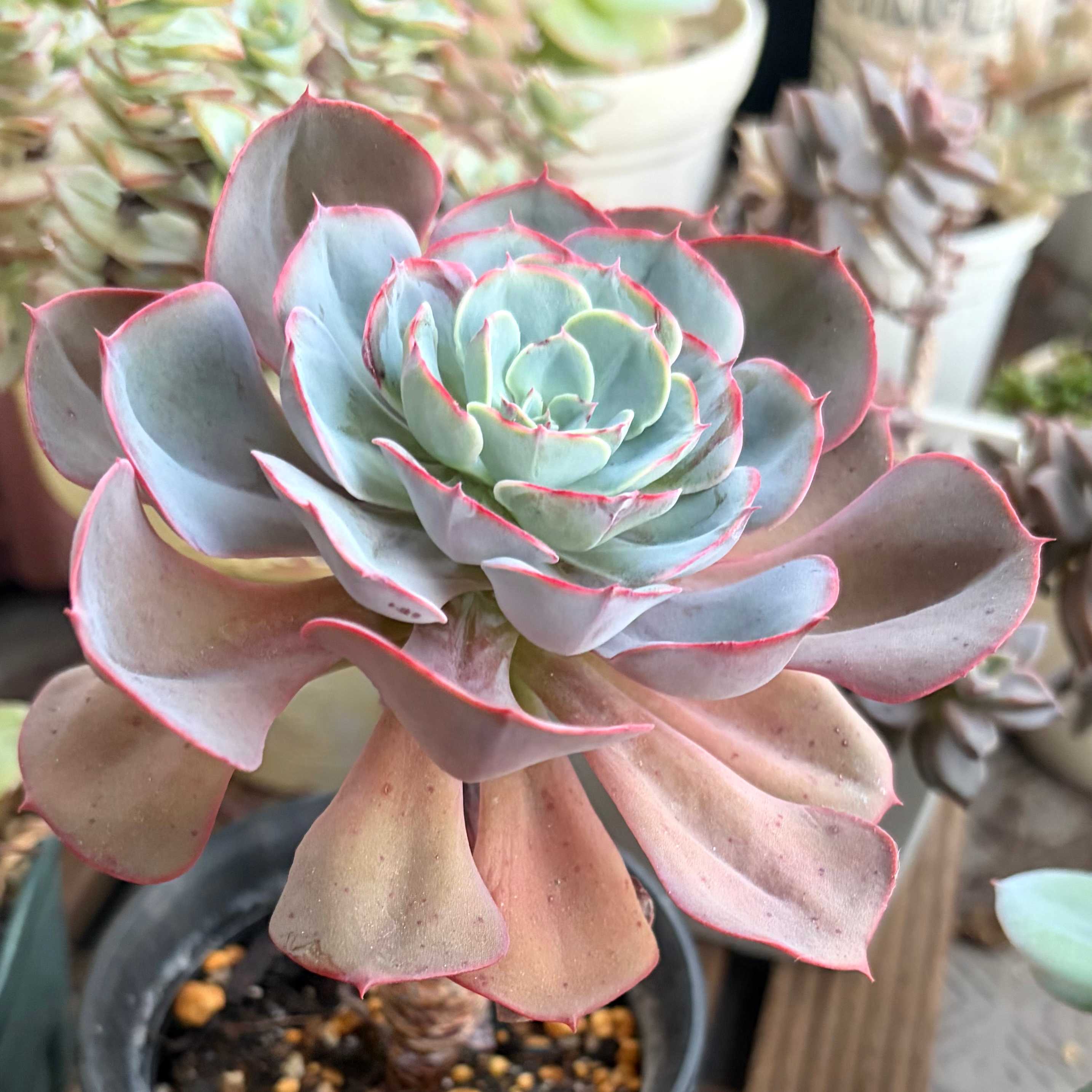 ペルシアの一覧｜🍀GreenSnap（グリーンスナップ）