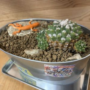 マミラリア属エルサム,マミラリア属エルサム,100均,seria,ハビタットスタイルの画像