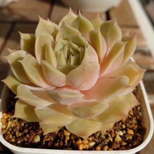 マッコス,オンスロー,オウンスロー,多肉植物,葉挿しの画像