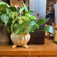 ポトス,鉢カバーの画像