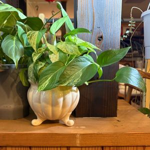 ポトス,鉢カバーの画像