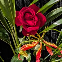 グロリオサの画像