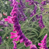 アメジストセージ,お出かけ先にての画像