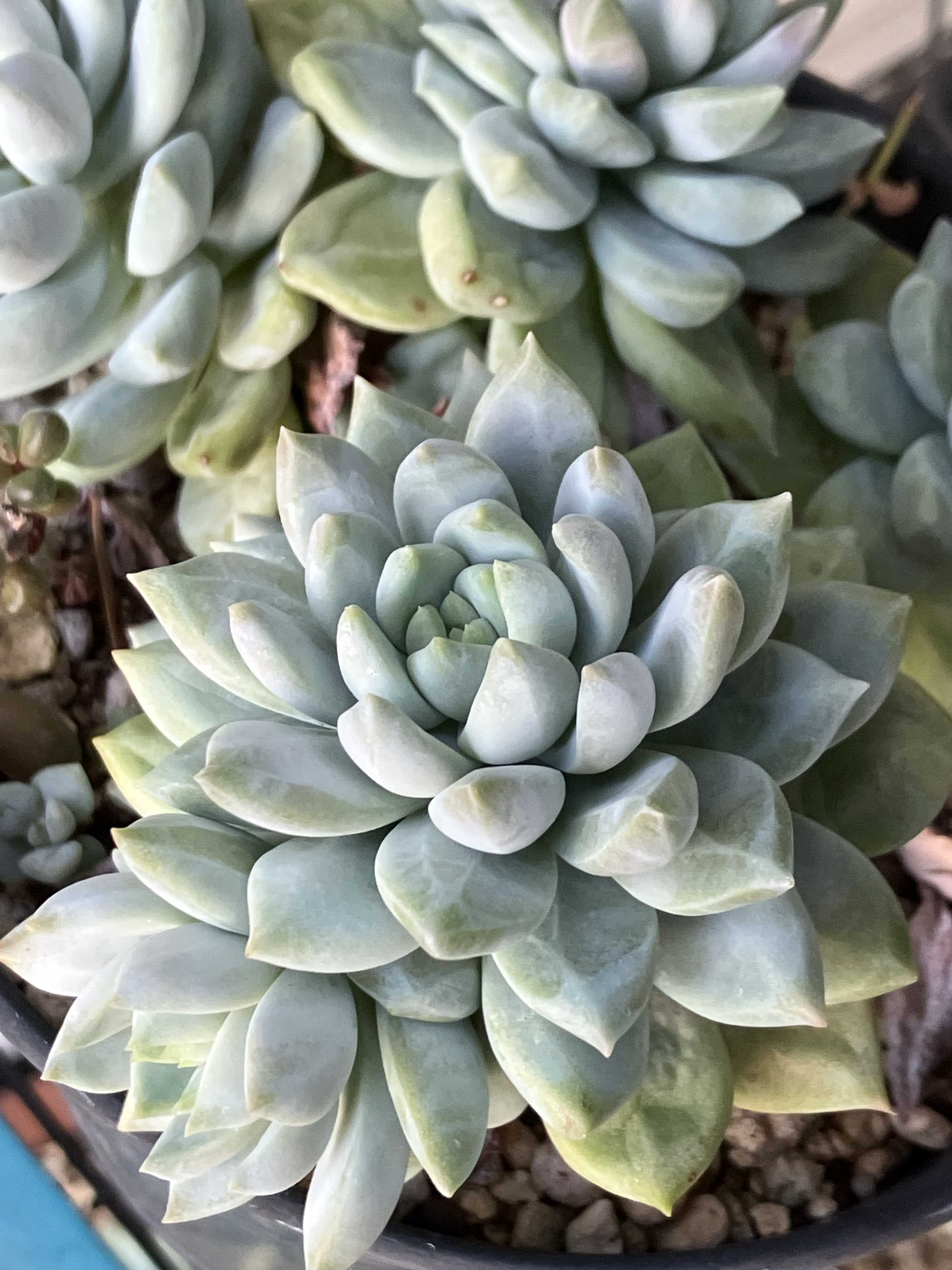 ハムシーの育て方｜日当たり加減や置き場所は？室内でもOK