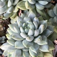 ハムシー,パープルヘイズ,アリスエバンス,ライラックミスト,ビア ホップの画像