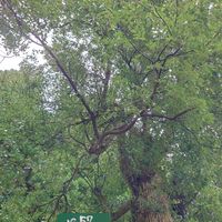 サカキ,玉葉,クスノキ,へクソカズラ,繋がりに感謝✨の画像