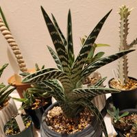 不夜城錦,アロエ　千代田錦,アロエ　千代田錦,アロエ 不夜城錦,アロエ　健康うぐいすの画像