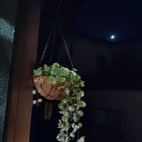 グレコマ,お庭造り 記録,月と植物,ハンキングバスケットの画像