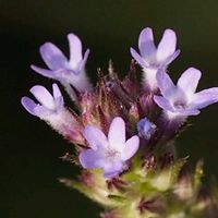 アレチハナガサ,山野草の画像