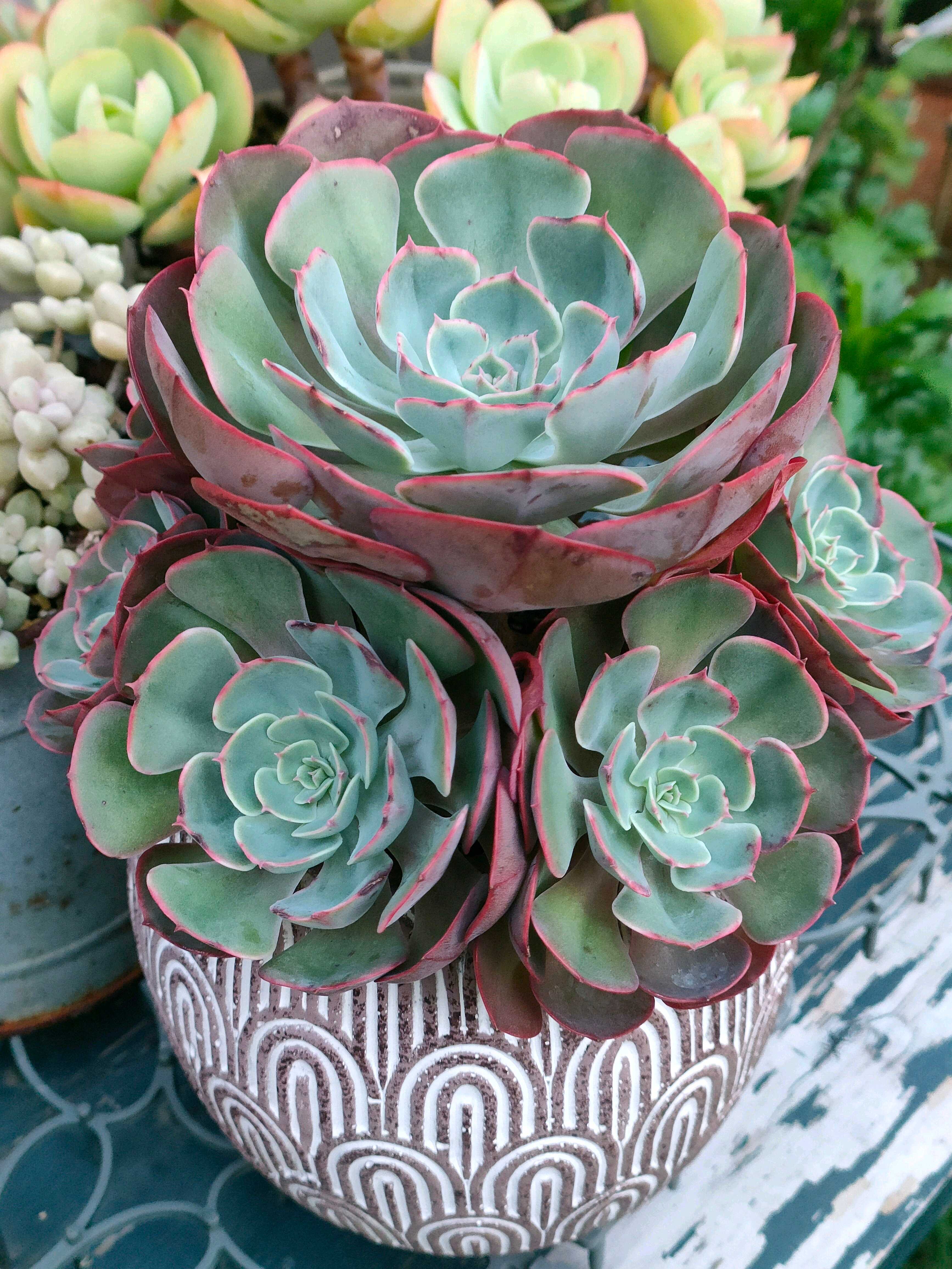 ペルシアの一覧｜🍀GreenSnap（グリーンスナップ）