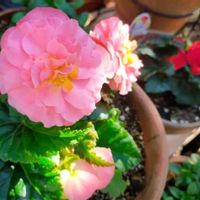 ベゴニア,フォーチュンベゴニア,球根ベゴニア,秋の花,庭の画像