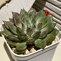 植え替え,多肉のある暮らし,もらいもの,多肉の土,タニラーの画像