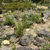 マツムシソウ,ササユリ,タカネマツムシソウ,今日のお花,六甲高山植物園の画像