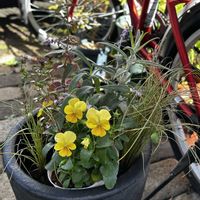 カレックス,ビオラ,オレンジミント,メキシカンブッシュセージ ステラ,メキシカンブッシュセージ ステラの画像