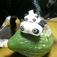 リンゴ,銀杏,かぼちゃ,サルナシ,紅玉の画像