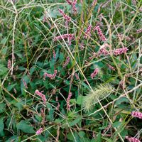 イヌタデ,オオケタデ,オオケタデ,一年草,タデ科の画像