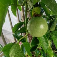 ドラゴンフルーツ,パッションフルーツ,パッションフルーツ,カキ,ジャボチカバの画像