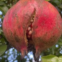 ザクロ,ザクロ,ざくろ,シャシャンボ,シャシャンボの実の画像