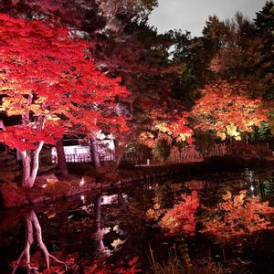 日本庭園,ライトアップ,紅葉（こうよう）,北海道,紅葉ライトアップの画像