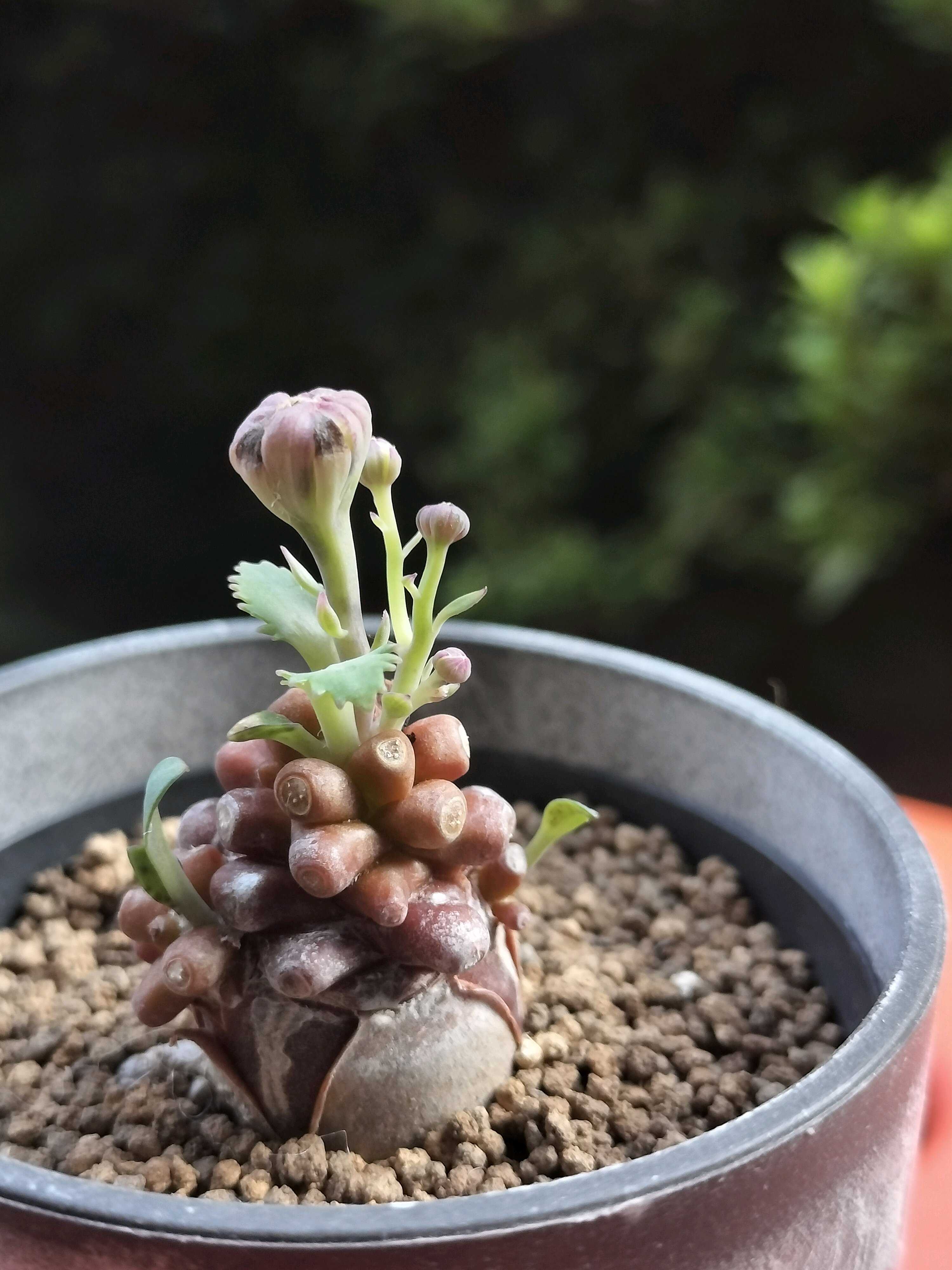 オトンナ・アルミアナの一覧｜🍀GreenSnap（グリーンスナップ）