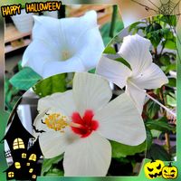 ダチュラ,ダチュラ,ハイビスカス,ハイビスカス サマーブリーズ,ダチュラの実の画像