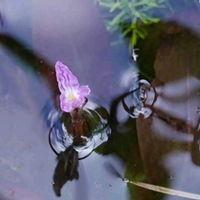 コナギ,コナギ,キクモ,キクモ,キクモの画像