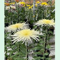 キク,チャイブ,ポリジ,花のある暮らし,お花大好き♡の画像