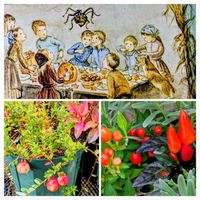 アキランサス,クランベリー,トウガラシ,ハロウィン,ターシャ・テューダーの画像