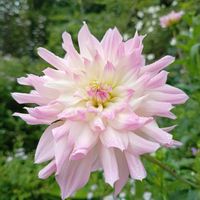 シュウメイギク,ダリア,ダリア,ハナトラノオ,山野草の画像