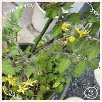 カランコエ,トマト,カランコエミラベラ,トマトの花,多肉植物の画像