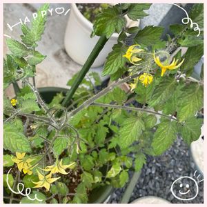 カランコエ,トマト,カランコエミラベラ,トマトの花,多肉植物の画像